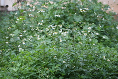 Bidens biternata